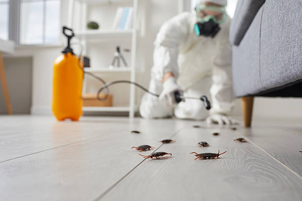 Commercial Rodent Management in Fullerton